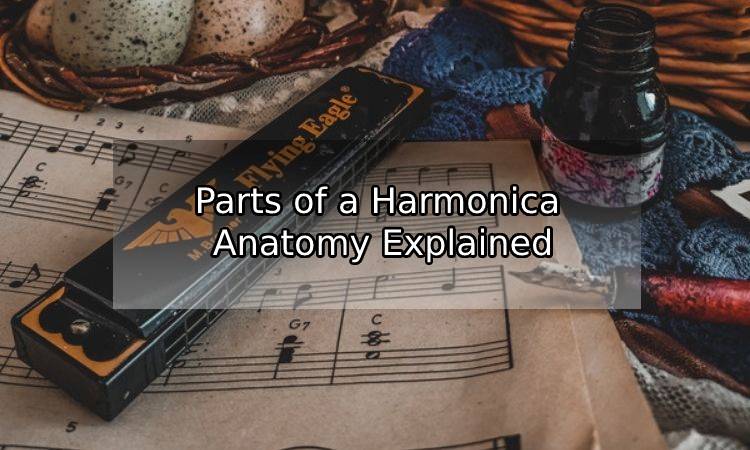 Parts of a Harmonica : Anatomy Explained